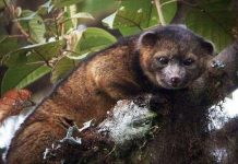 10 loài mới đặc sắc nhất 2014 10 loài mới đặc sắc nhất 2014