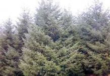 Các bộ lọc thiên nhiên giảm khả năng hấp thụ khí CO 2 Các bộ lọc thiên nhiên giảm khả năng hấp thụ khí CO 2