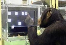 Khỉ khôn hơn người?