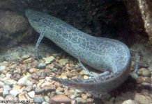 Kỳ lạ những loài cá thích đi bộ trên cạn