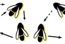 Vũ điệu của ong mật vô nghĩa với những kẻ sao lãng