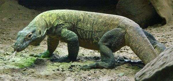 Rồng Komodo, quái vật thời tiền sử sắp tuyệt chủng