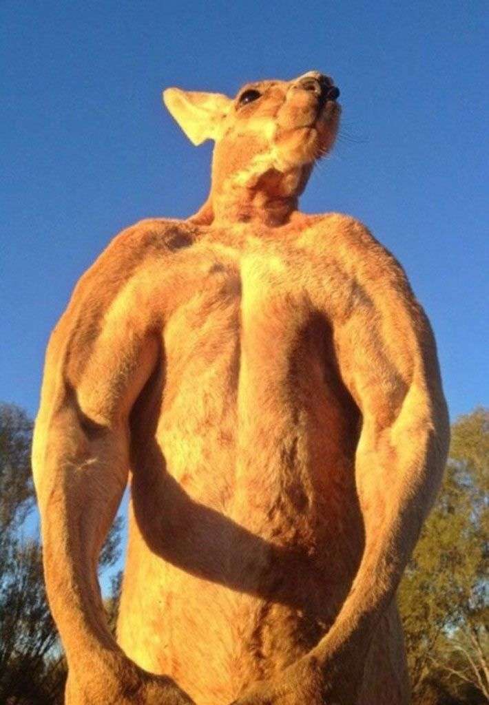 Kangaroo cơ bắp nhất thế giới