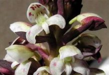 Những bông hoa biết… nói tiếng Nhật Những bông hoa biết... nói tiếng Nhật