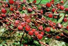 Lai tạo thành công "cây thực phẩm"