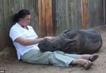 Mẹ chết, tê giác con không chịu ngủ một mình