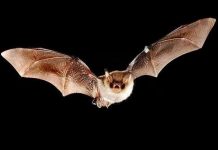 Phát hiện tế bào thần kinh "GPS" của loài dơi