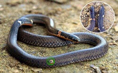 Vẻ đẹp của các loài rắn Việt Nam