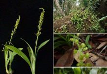 Phát hiện loài hoa lan mới ở Khánh Hòa Phát hiện loài hoa lan mới ở Khánh Hòa