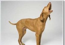 Giải mã ngôn ngữ loài khuyển Giải mã ngôn ngữ loài khuyển