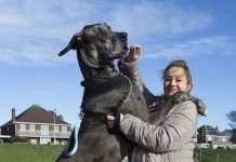 Con chó cao 2,2 mét, nặng 70kg Con chó cao 2,2 mét, nặng 70kg