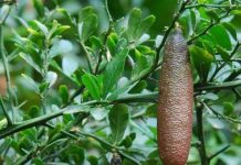 Chanh ngón tay – Loại chanh giống trứng cá hồi đắt nhất thế giới Chanh ngón tay - Loại chanh giống trứng cá hồi đắt nhất thế giới