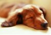 Giải mã giấc mơ của loài chó