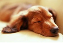 Giải mã giấc mơ của loài chó