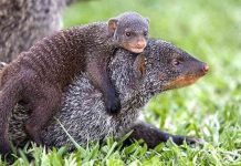 Chồn vằn nói được tiếng người?