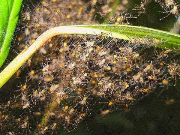 Có một loài nhện khiến muôn loài phải ngưỡng mộ trong rừng Amazon