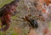 Có một loài nhện khiến muôn loài phải ngưỡng mộ trong rừng Amazon Có một loài nhện khiến muôn loài phải ngưỡng mộ trong rừng Amazon