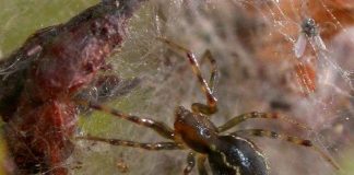 Có một loài nhện khiến muôn loài phải ngưỡng mộ trong rừng Amazon