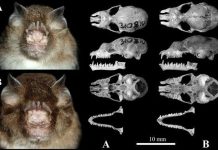 Phát hiện loài dơi mũi ba lá Đông Bắc Phát hiện loài dơi mũi ba lá Đông Bắc