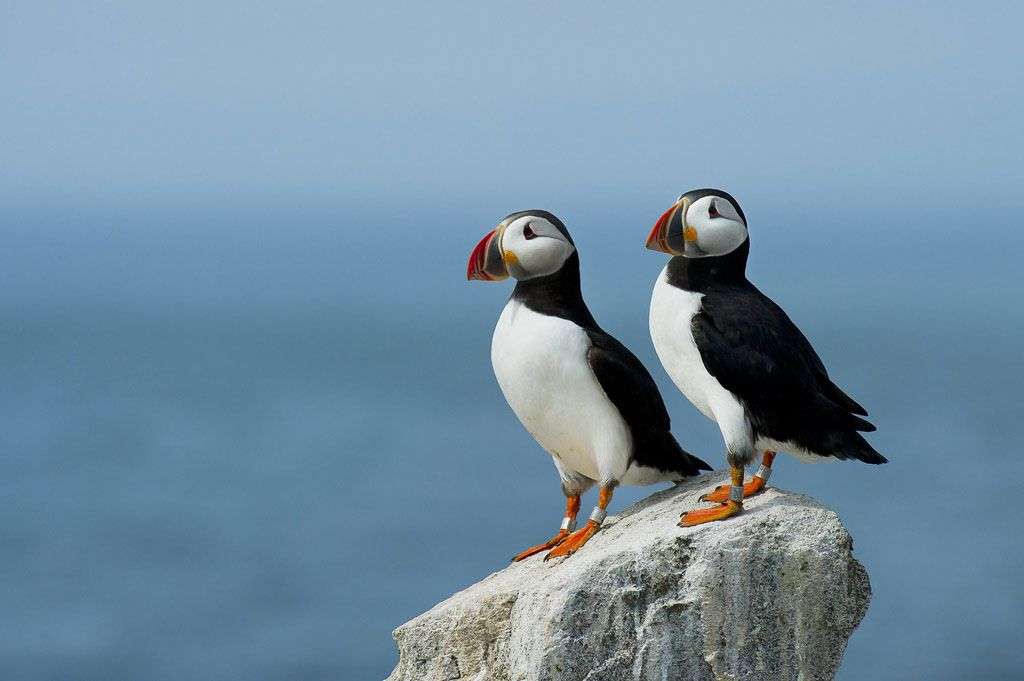 Điểm danh top 10 loài chim đẹp nhất thế giới