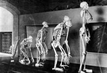 Áp lực khiến loài người tiến hóa nhanh hơn