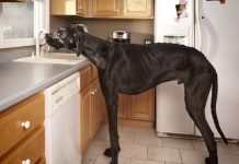 Kỷ lục của... chó