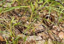 Robot “Osin” 10 loài động vật mới được phát hiện