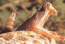 Thực hư chuyện loài rắn thường bị mù mắt vào mùa hè