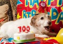Chú chó thọ nhất nước Anh mừng sinh nhật 22 tuổi