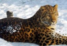 Mối nguy cơ đeo "găng tay trắng"