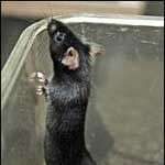 Phát hiện hoóc-môn cắt cơn thèm ăn ở loài chuột