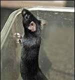 Phát hiện hoóc-môn cắt cơn thèm ăn ở loài chuột