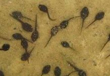 Môi trường ô nhiễm: Nòng nọc nở ra toàn ếch cái