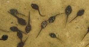 Môi trường ô nhiễm: Nòng nọc nở ra toàn ếch cái