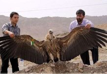 Thần ưng Andes – chúa tể bầu trời Nam Mỹ