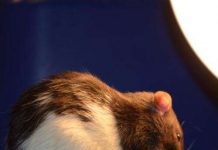 Chuột bị stress do ngày dài hơn