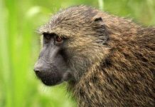 Khỉ đầu chó biết đếm