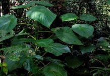 Thà chết còn hơn chịu nỗi đau khủng khiếp vì loại cây này