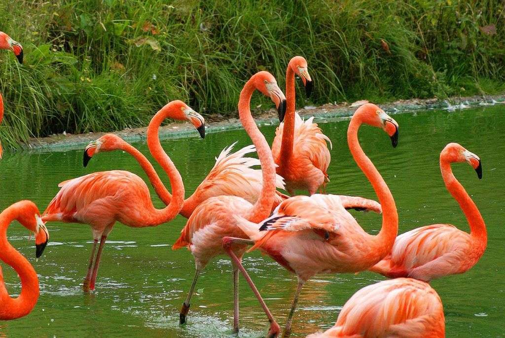 Điểm danh top 10 loài chim đẹp nhất thế giới