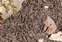 Những hố rắn ở vùng nông thôn Canada