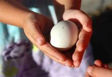 Gà đẻ ra trứng màu xanh nhờ kỹ thuật gene