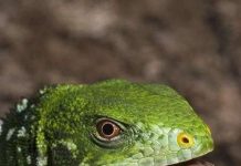 Phát hiện loài giông mào mới tại Fiji