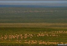 Đàn linh dương khổng lồ ở Mông Cổ Đàn linh dương khổng lồ ở Mông Cổ