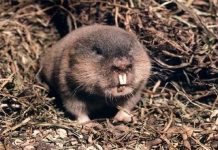 Nghiên cứu chống tác hại của khói bụi từ chuột đồng Nghiên cứu chống tác hại của khói bụi từ chuột đồng