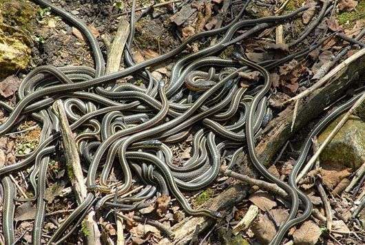 Những hố rắn ở vùng nông thôn Canada