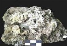 Các loài vi khuẩn có thể đến từ sao Hỏa