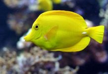 Cá biển là con cháu của cá sông?