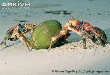 Quái vật cua khổng lồ, leo trèo, cướp giật nhanh như chớp Quái vật cua khổng lồ, leo trèo, cướp giật nhanh như chớp