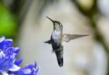 Động vật kích thước nhỏ cảm nhận thời gian trôi chậm hơn