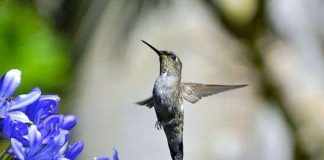 Động vật kích thước nhỏ cảm nhận thời gian trôi chậm hơn